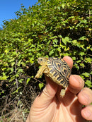 Leopard Tortoise 2024