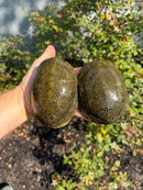 Sicilian Pond Turtle Adult Pair
