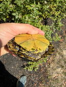 Sicilian Pond Turtle Adult Pair