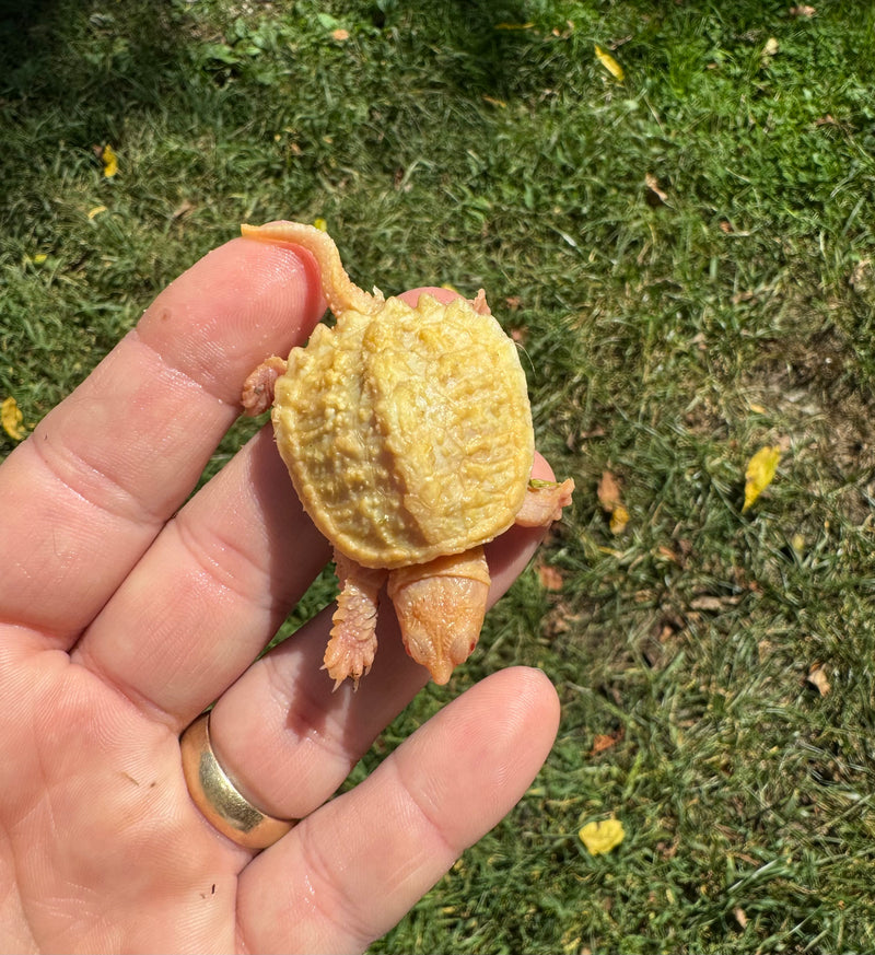 Baby Albino Common Snapping Turtle (Kink Tailed) (Chelydra serpentina)