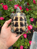 Reeves Turtles Adult Female