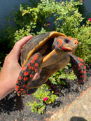 Red Foot Tortoise Adult Male
