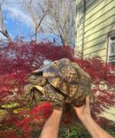 South African Giant Leopard Tortoise Adult Female
