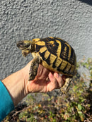 Eastern Hermann's Tortoise Adult Female