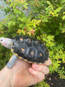 Ornate Diamondback Terrapin Female