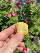 Albino Yellow Bellied Slider Turtle Female