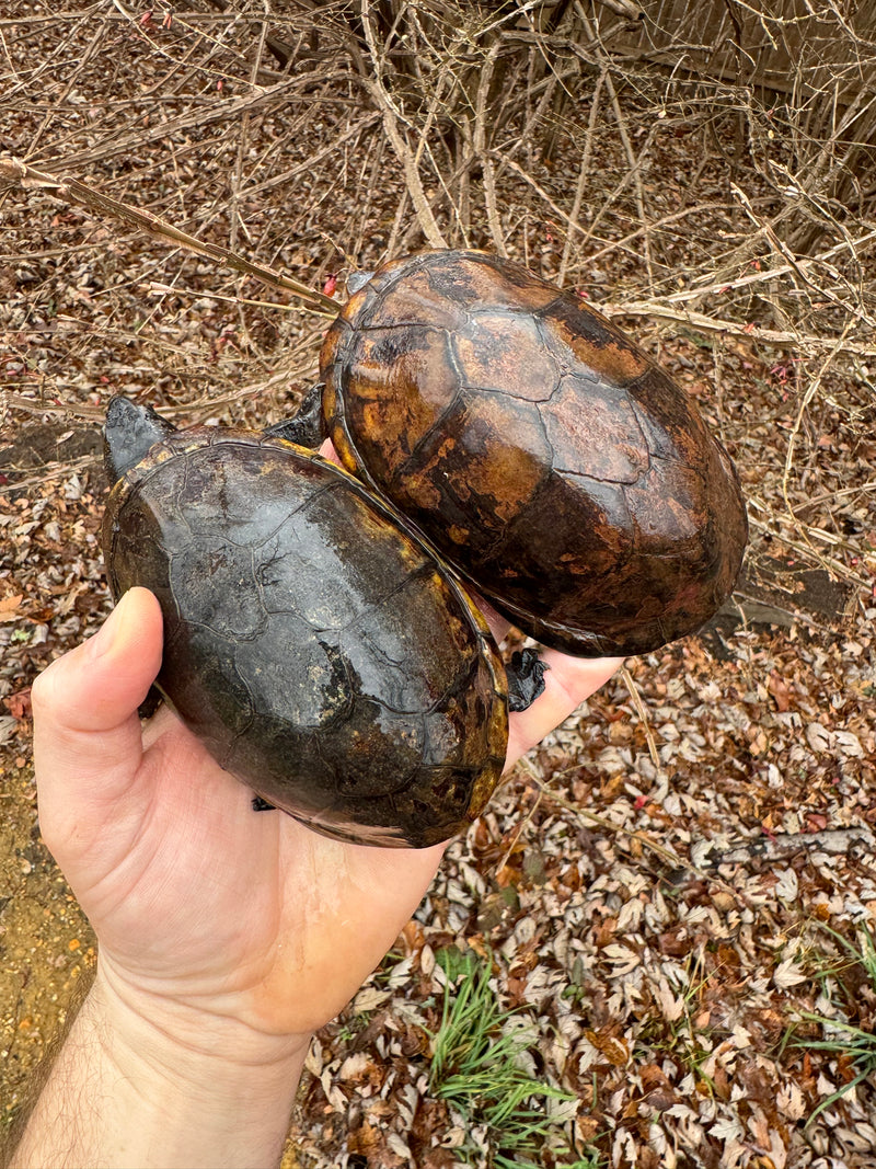 White Lipped Mud Turtle Adult Pair