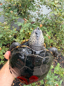 Adult Mississippi Diamondback Terrapin Female