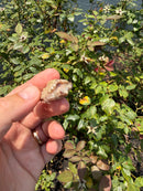 Albino Florida Snapping Turtle 2026