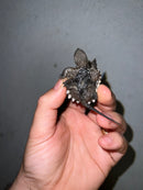 Cinnamon Snapping Turtle