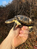 African Dwarf Mud Turtle Adult Female