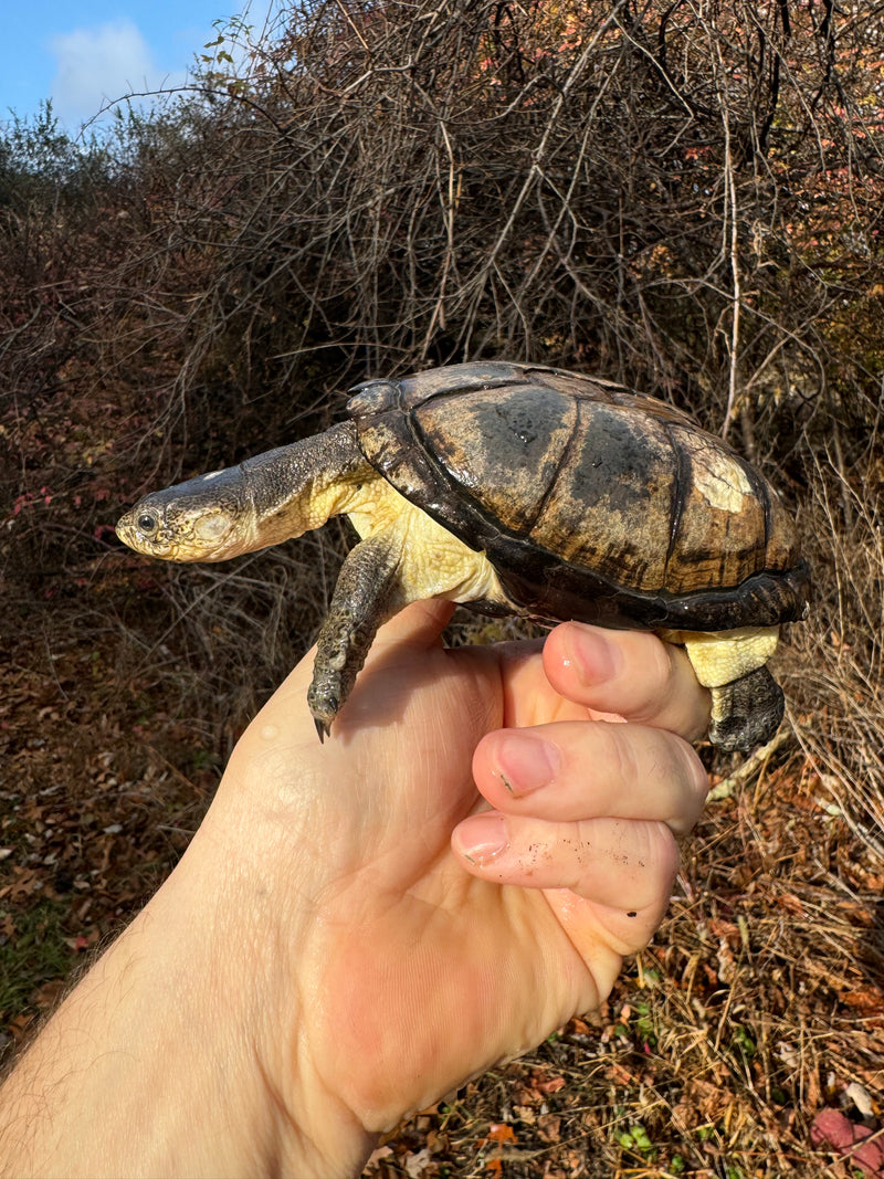 African Dwarf Mud Turtle Adult Female