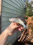 Ornate Diamondback Terrapin Female