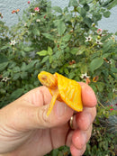 Albino Florida Red Bellied Turtle 2026