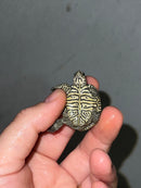 Hi White Concentric Diamondback Terrapin 2023