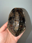 Twist-necked Turtle LTC Male