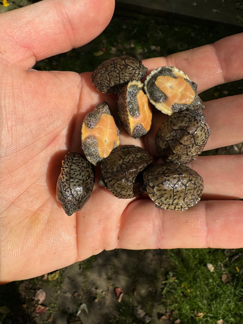 Loggerhead Musk Turtle (Sternotherus minor)