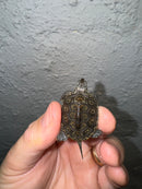 Hi White Concentric Diamondback Terrapin 2024