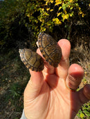 Stripe-necked Musk Turtle Juvenile Pair
