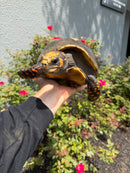Red Foot Tortoise Adult Female