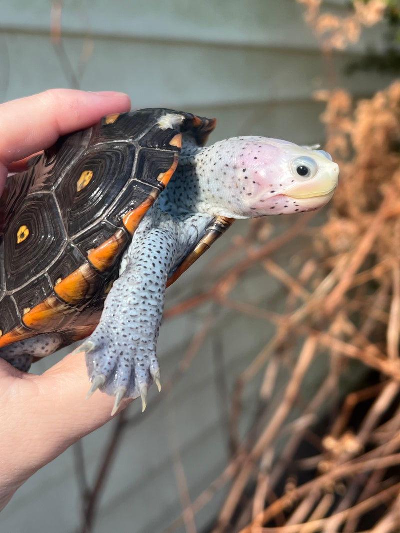 Ornate Diamondback Terrapin Female