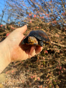 Red Cheeked Mud Turtle Adult Trio