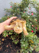 Hypomelanistic Common Snapping Turtle 2024