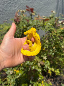 Biak Green Tree Python Yellow Neonate