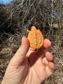 Baby Albino Common Snapping Turtle Male
