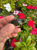 HI YELLOW Florida Box Turtle