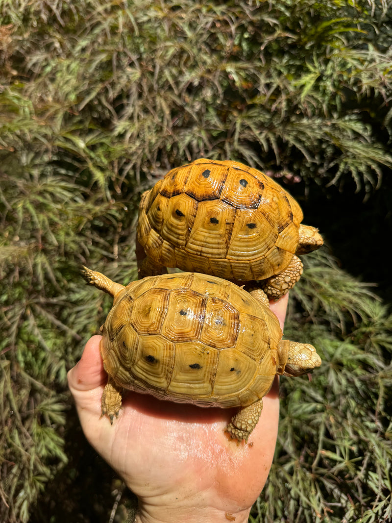 Syrian Golden Greek Tortoise Pair