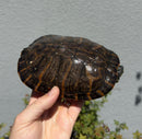 Northern Red Bellied Turtle Fancy Juvenile