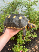 Red Foot Tortoise Adult Female