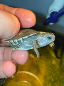 Anerythristic Peacock Slider Female