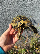 Eastern Hermann's Tortoise Adult Male