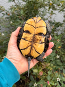 Franco-Italian Pond Turtle Adult Female
