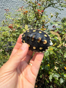 Ornate Diamondback Terrapin Female