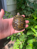 Florida Box Turtle 2021 Female