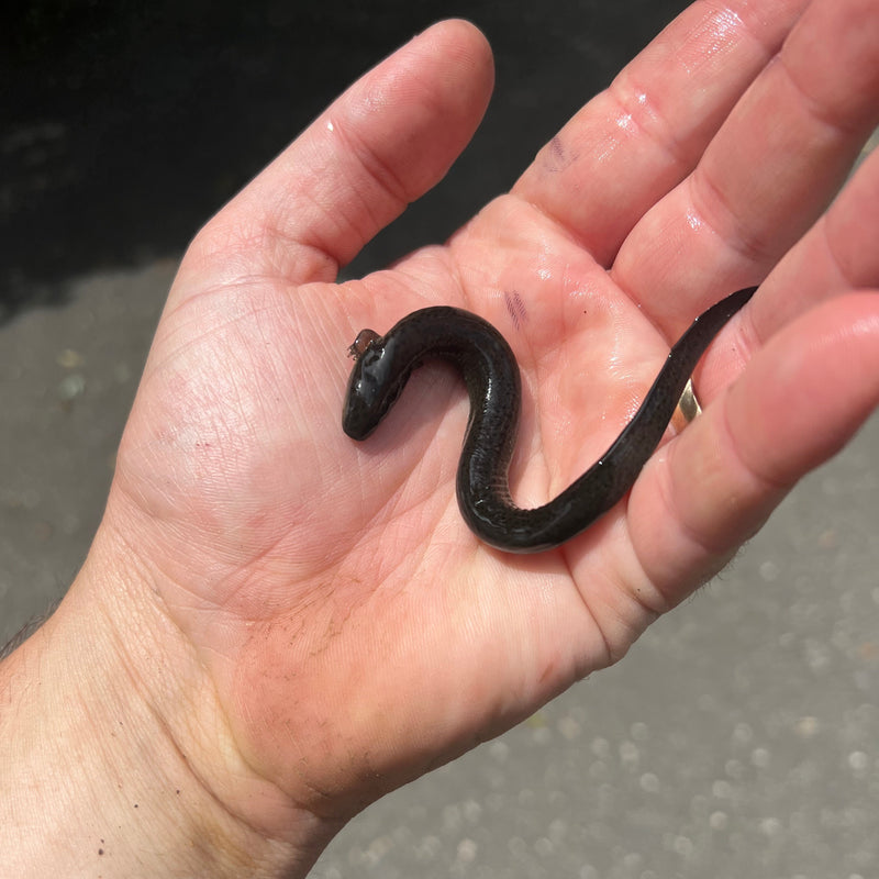 Greater Siren CB Babies (Siren lacertina)