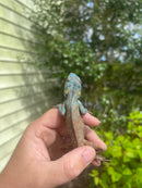 Oriental Garden Dragon Lizard (Calotes versicolor)