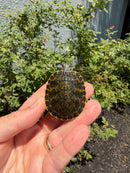 Florida Red Bellied Turtle X Peacock Slider