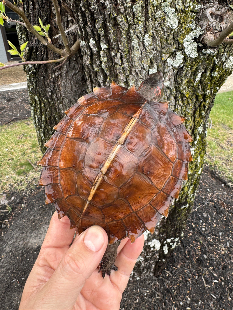 Spiny Hill Turtles For Sale | American Reptile Distributors