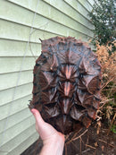 Adult Mata Mata Male