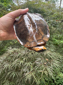 Twist-necked Turtle LTC Female