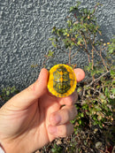 Supernova Golden Flame Florida Red Bellied Turtle