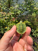 Pastel Picasso Red Eared Slider Turtle