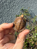 Southern Keeled Box Turtle Baby