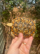 HI White Pancake Tortoise Adult Female