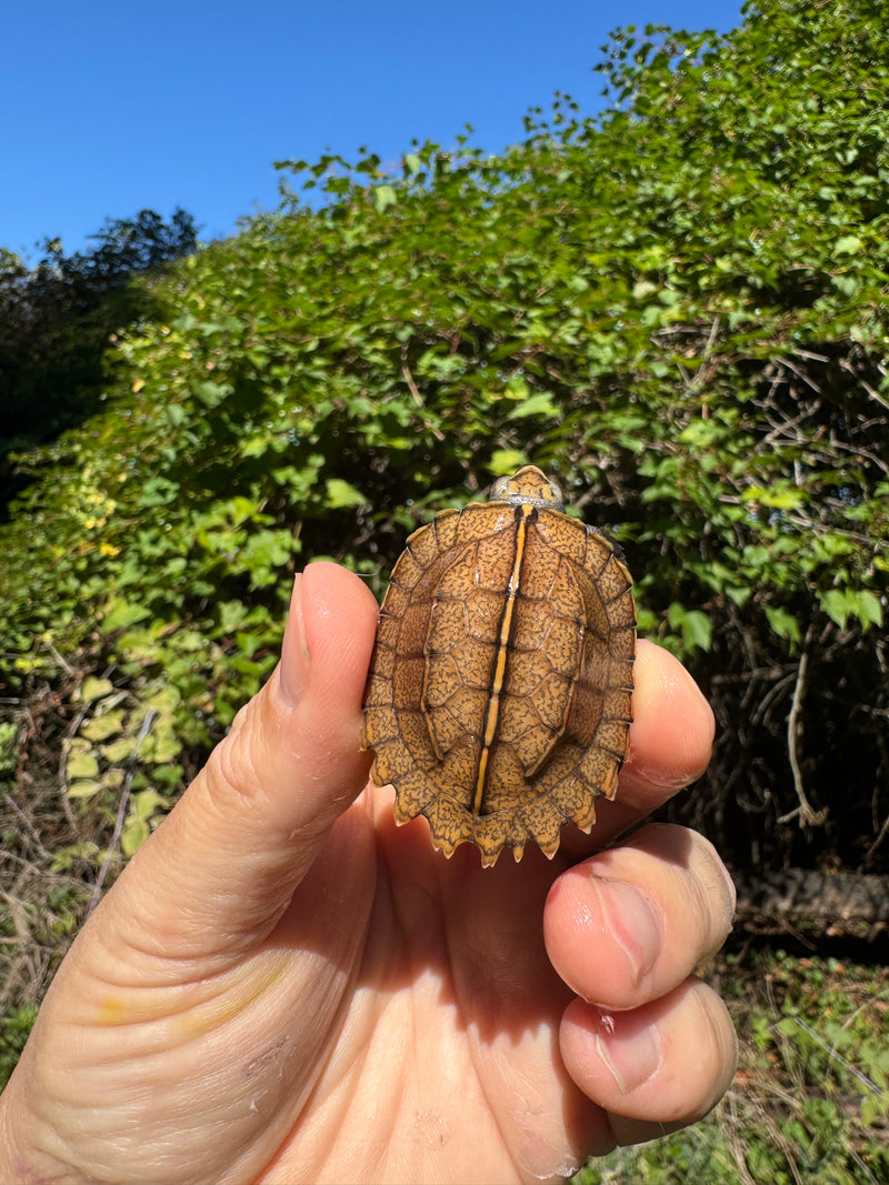Keeled Box Turtle Baby 2025