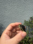 HI YELLOW Florida Box Turtle
